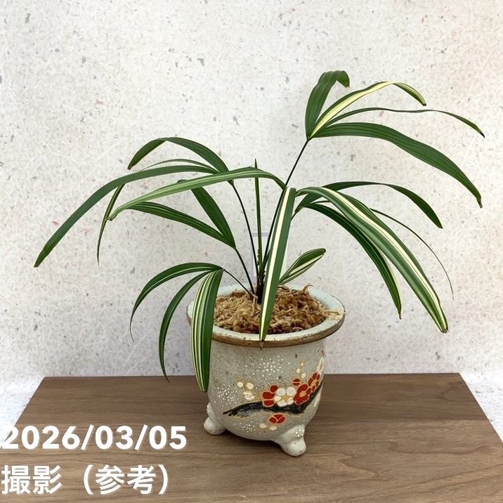 観音竹