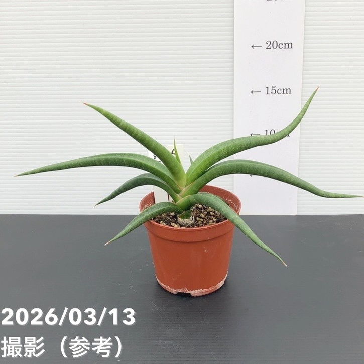 現品お届け】サンスベリア 3.5号 バオダム Baodum（S237）｜観葉02-D2