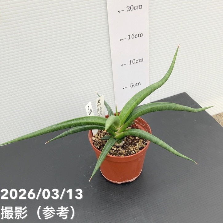 現品お届け】サンスベリア 3.5号 バオダム Baodum（S237）｜観葉02-D2