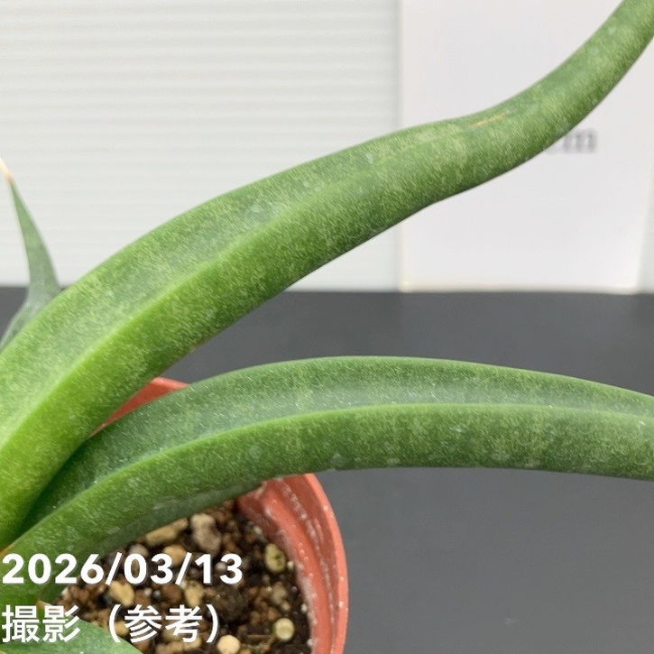 現品お届け】サンスベリア 3.5号 バオダム Baodum（S237）｜観葉02-D2