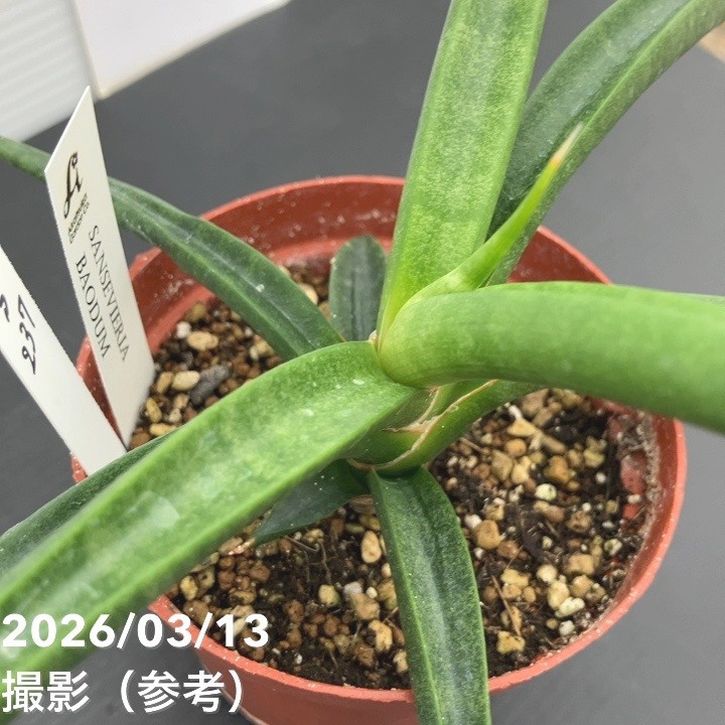 現品お届け】サンスベリア 3.5号 バオダム Baodum（S237）｜観葉02-D2