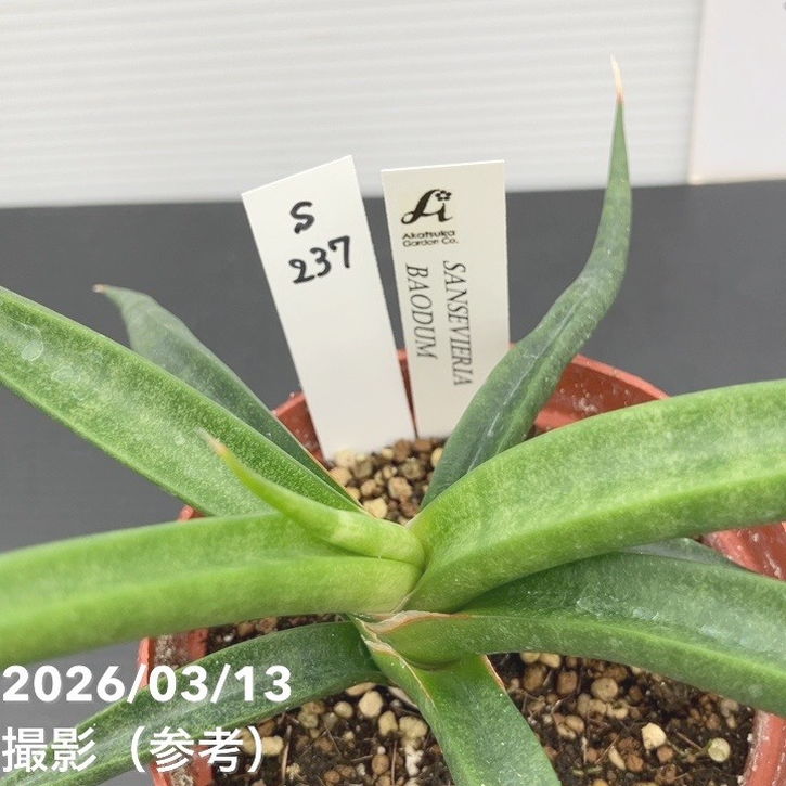 現品お届け】サンスベリア 3.5号 バオダム Baodum（S237）｜観葉02-D2