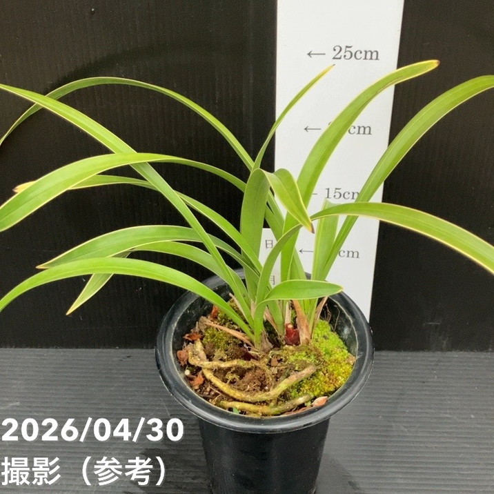 キンリョウヘン 鉢植え 黒 日月 開花終了株＞キンリョウヘン 4号（日月 ジツゲツ）｜ミツバチ蘭｜洋蘭