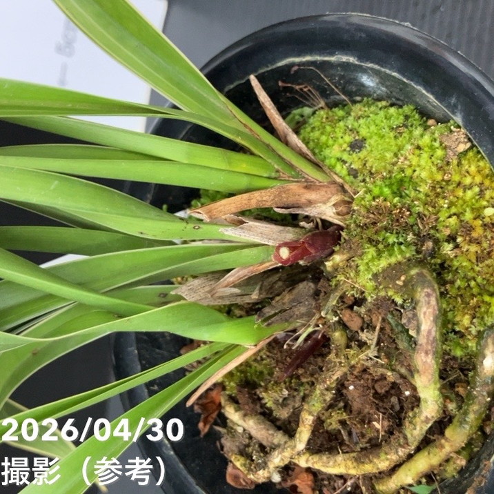 <開花終了株>キンリョウヘン 4号(日月 ジツゲツ)|ミツバチ蘭|洋蘭10-TU