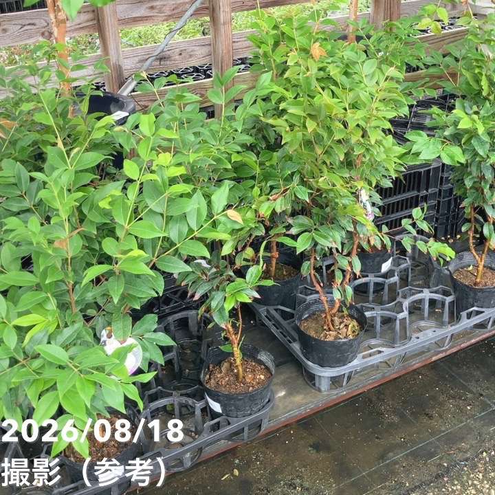 ジャボチカバ 4号 4年生苗｜果樹04-PA | 果樹,[珍しい果樹] | 赤塚