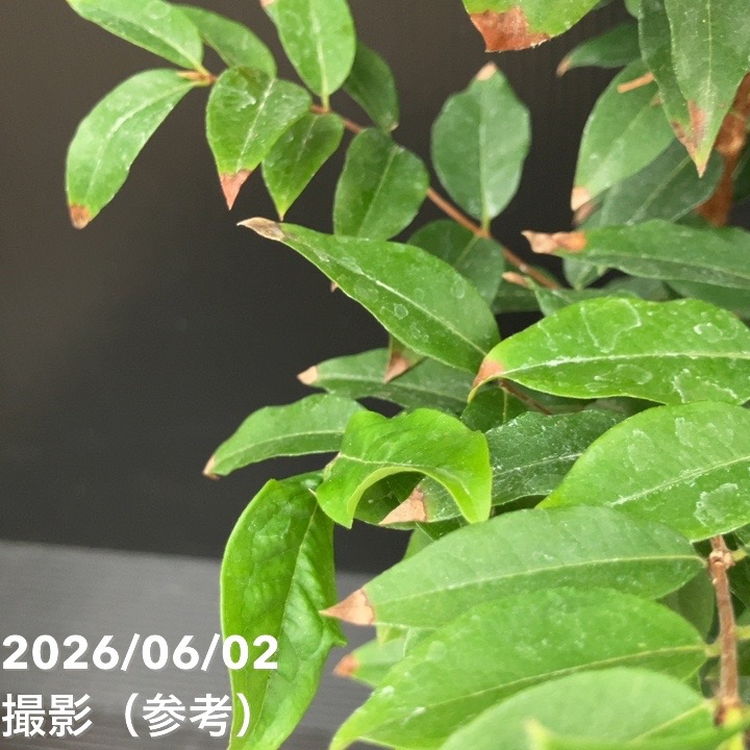 ジャボチカバ 4号｜果樹10-TU | 果樹,[珍しい果樹] | 赤塚植物園