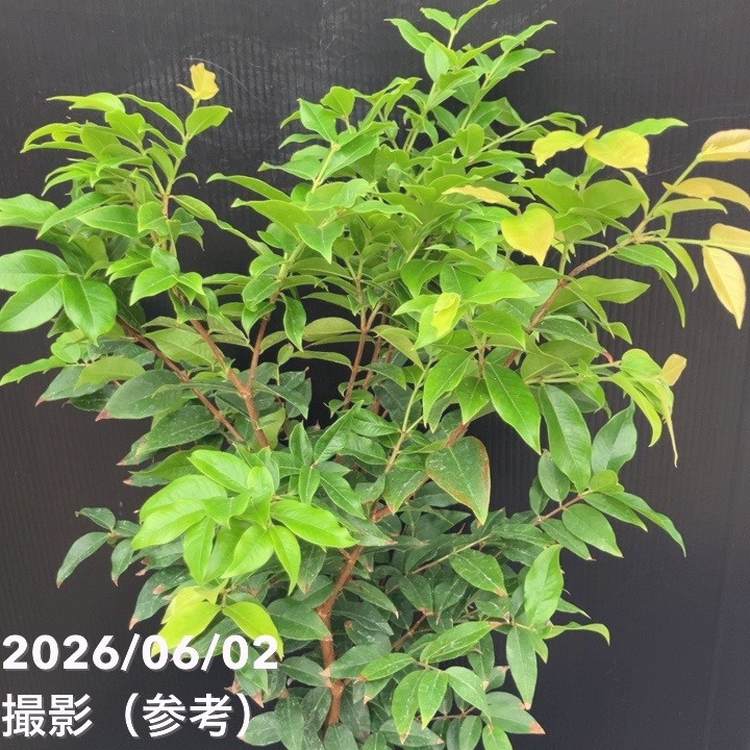ジャボチカバ 4号｜果樹10-TU | 果樹,[珍しい果樹] | 赤塚植物園
