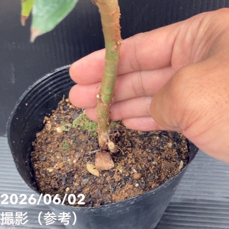ジャボチカバ 4号｜果樹10-TU | 果樹,[珍しい果樹] | 赤塚植物園