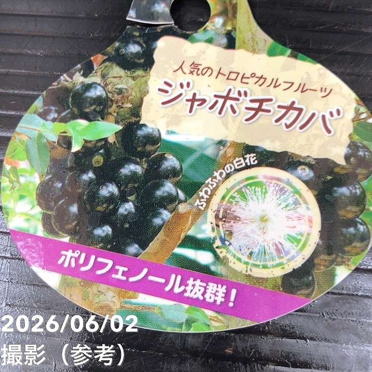 ❾ジャボチカバ 希少フルーツ　四季咲き ジャボチカバ 4号｜果樹10-TU | 果樹,[珍しい果樹] | 赤塚植物園