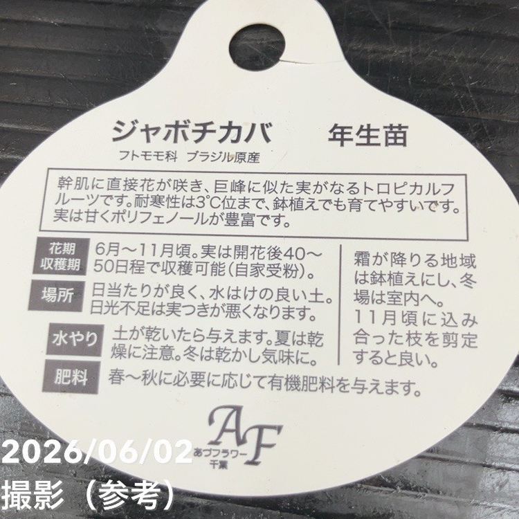 ジャボチカバ 4号｜果樹10-TU | 果樹,[珍しい果樹] | 赤塚植物園
