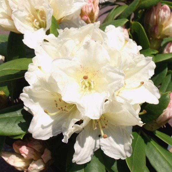 シャクナゲ スーパーローディー 6号 黄山(コウザン)|花木01-D1