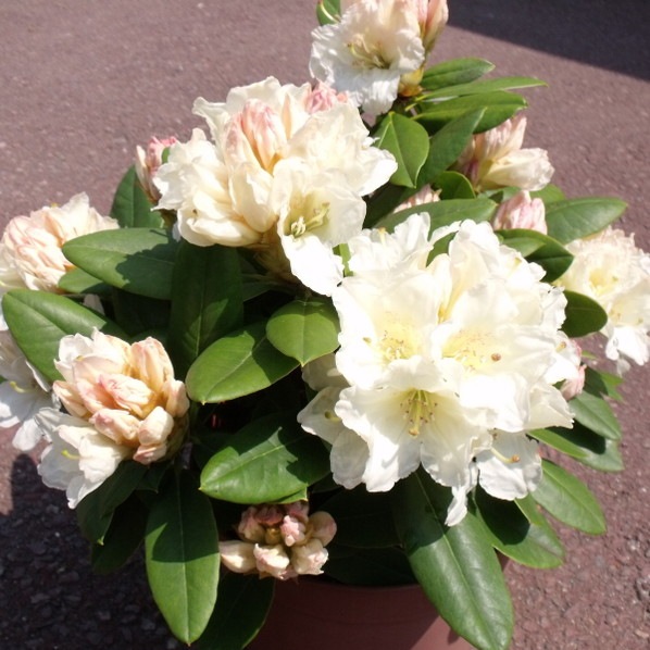 シャクナゲ スーパーローディー 6号 黄山(コウザン)|花木01-D1