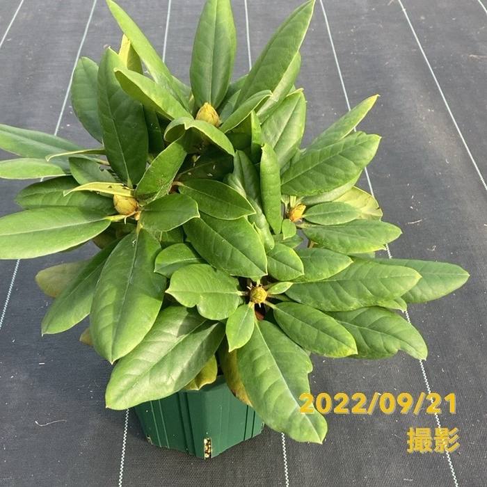 シャクナゲ スーパーローディー 6号 黄山(コウザン)|花木01-D1