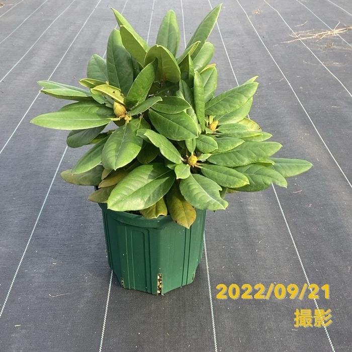 シャクナゲ スーパーローディー 6号 黄山(コウザン)|花木01-D1