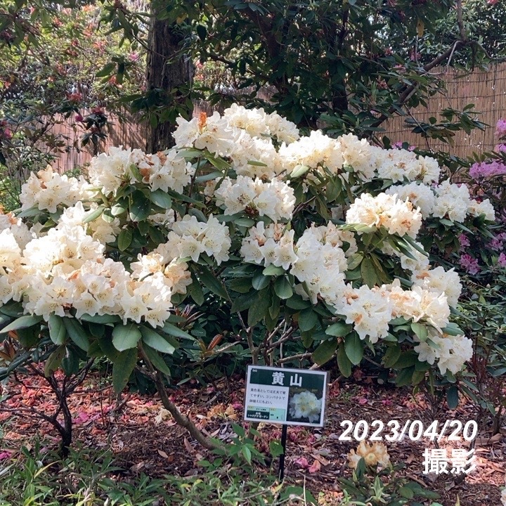 シャクナゲ スーパーローディー 6号 黄山(コウザン)|花木01-D1