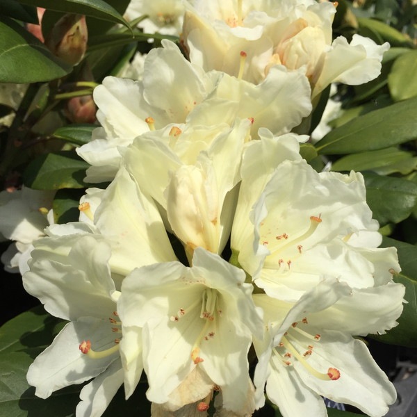 シャクナゲ スーパーローディー 6号 黄山(コウザン)|花木01-D1