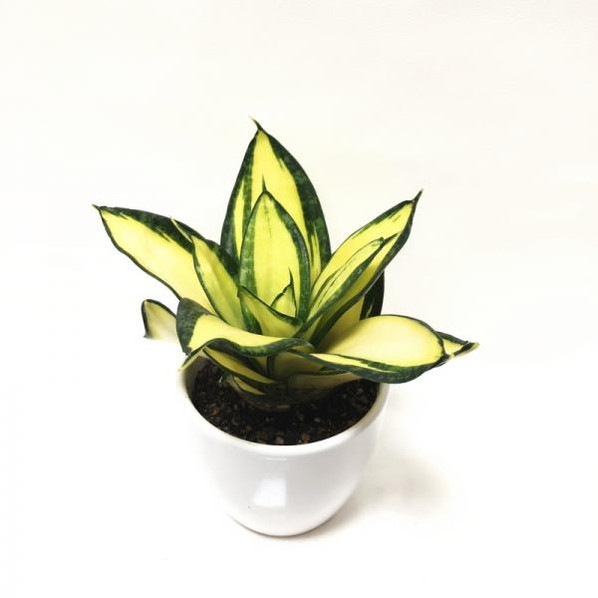 珍しい サンスベリア ソリッドゴールドドワーフ 3号 白陶器鉢仕様 赤塚植物園自社農場 サンスベリア サンセベリア 赤塚植物園オンライン 花 の音 珍しい サンスベリア ソリッドゴールドドワーフ 3号 白陶器鉢仕様 赤塚植物園自社農場 サンスベリア サンセベリア 赤塚植物園オンライン 花 の音