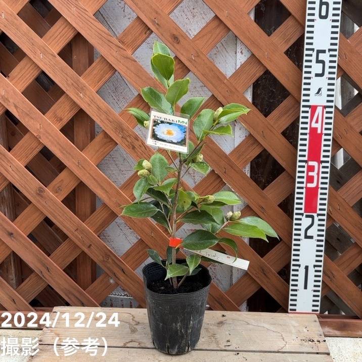 椿 ツバキ 4号 エレガンスシャンペーン［こだわりの前田ナーセリー苗