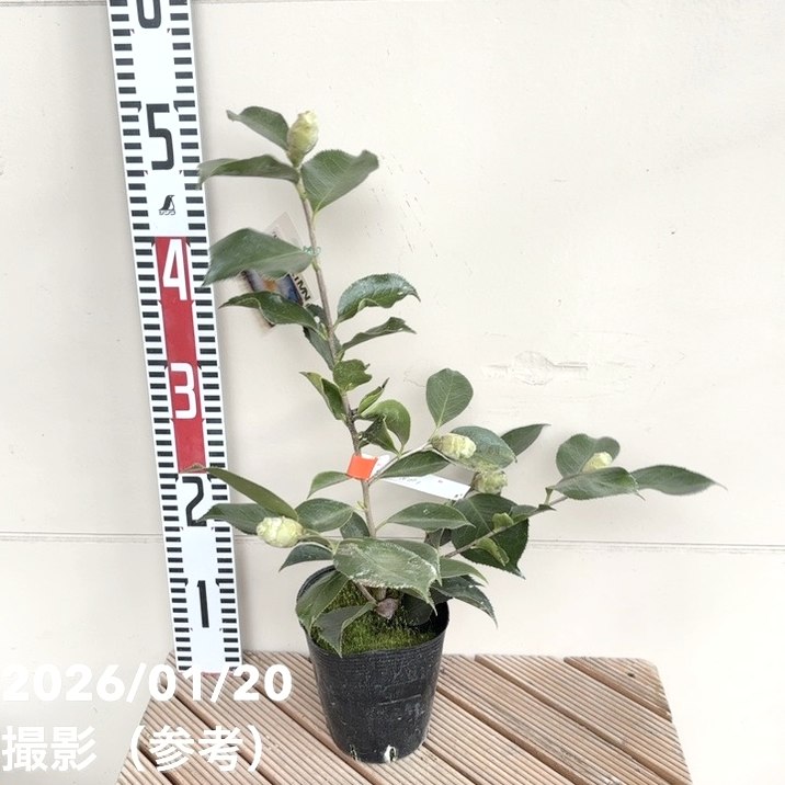 ツバキ 紅葉をお目当てにご来園くださるお客様が多いこのごろですが、ツバキ科