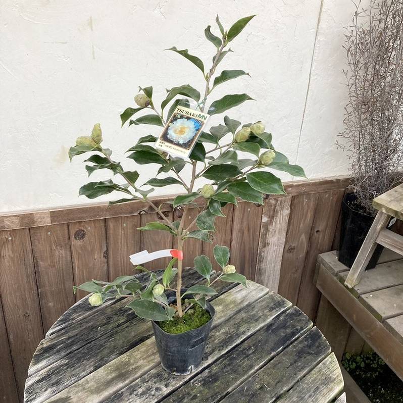 椿 ツバキ 4号 エレガンスシャンペーン［こだわりの前田ナーセリー苗