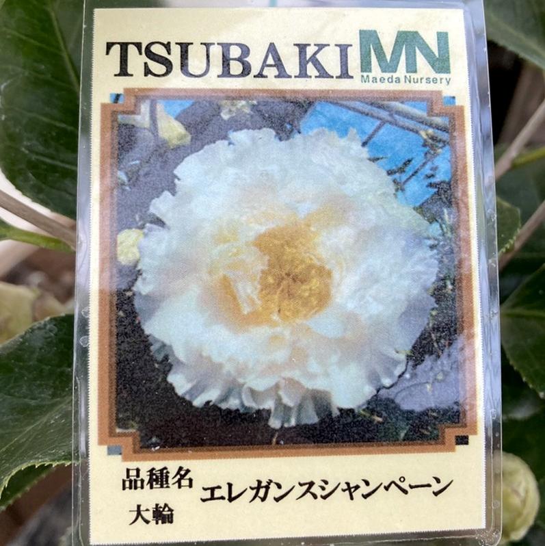 椿 ツバキ 4号 エレガンスシャンペーン［こだわりの前田ナーセリー苗