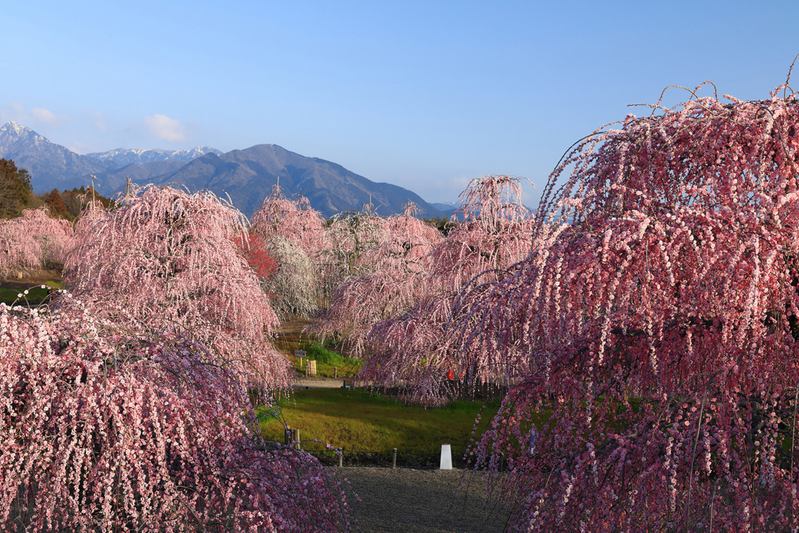 栽培試験農園 鈴鹿の森庭園 写真集（ネコポス便専用商品）｜雑貨04-PA