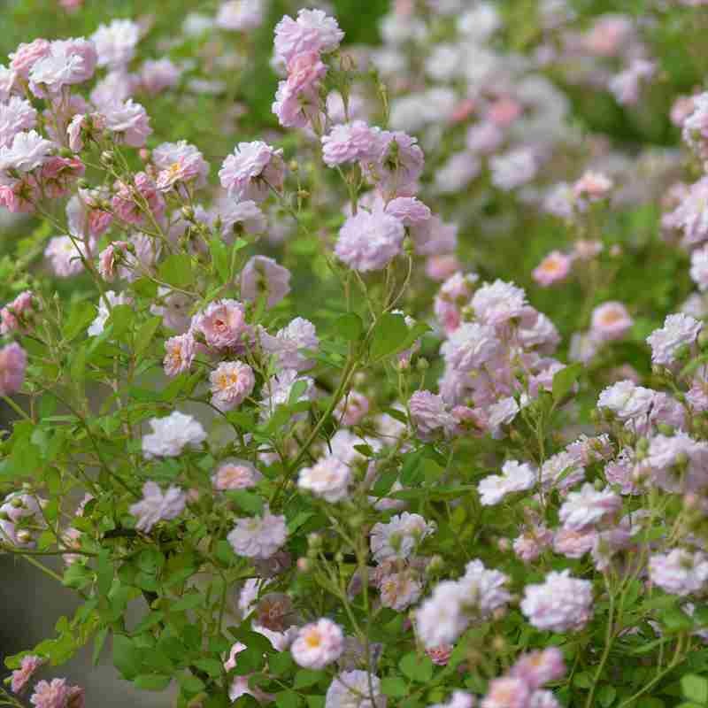 バラ大苗 ブリーズパルファン バルニ Rose BARNI 7号｜花木04-PA