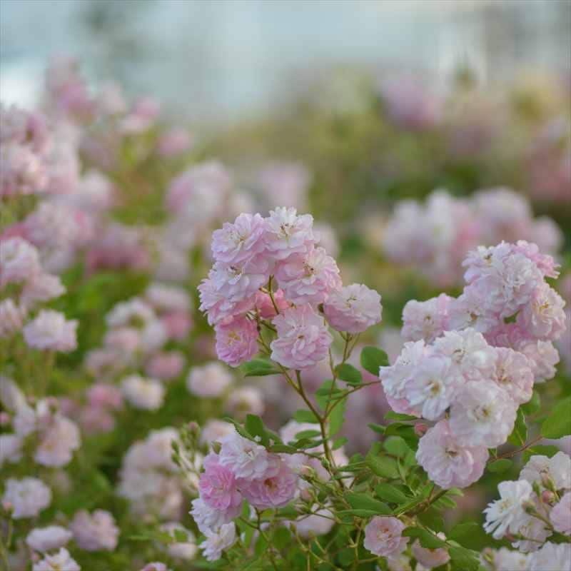 バラ大苗 ブリーズパルファン バルニ Rose BARNI 7号｜花木04-PA