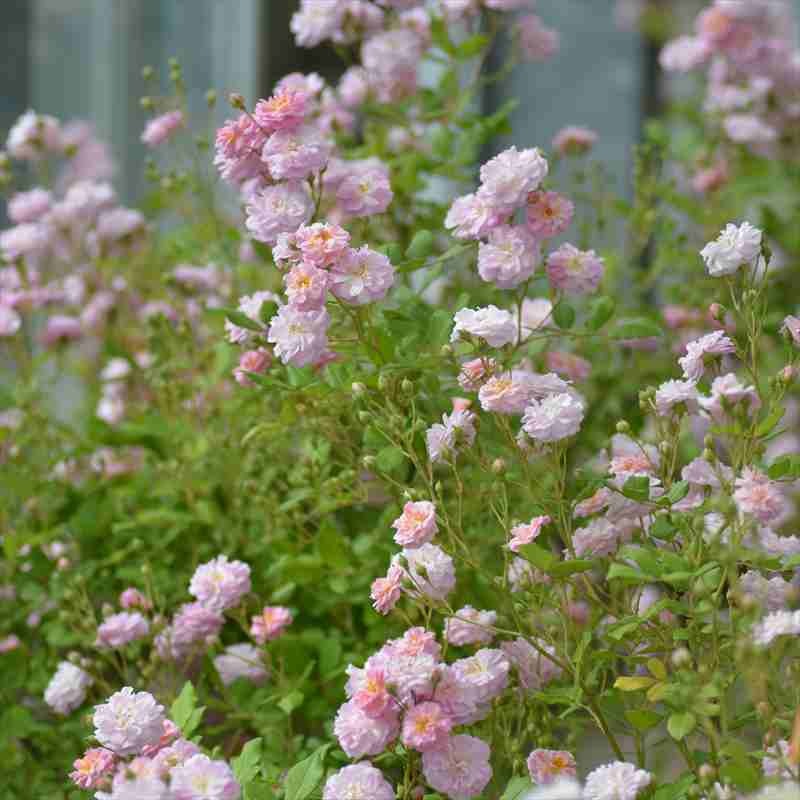 バラ大苗 ブリーズパルファン バルニ Rose BARNI 7号｜花木04-PA