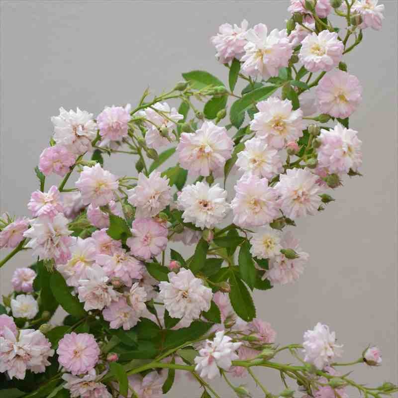 バラ大苗 ブリーズパルファン バルニ Rose BARNI 7号｜花木04-PA