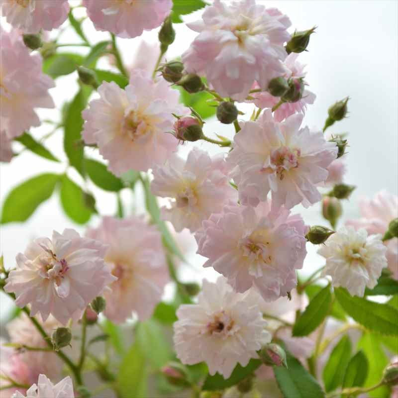 バラ大苗 ブリーズパルファン バルニ Rose BARNI 7号｜花木04-PA