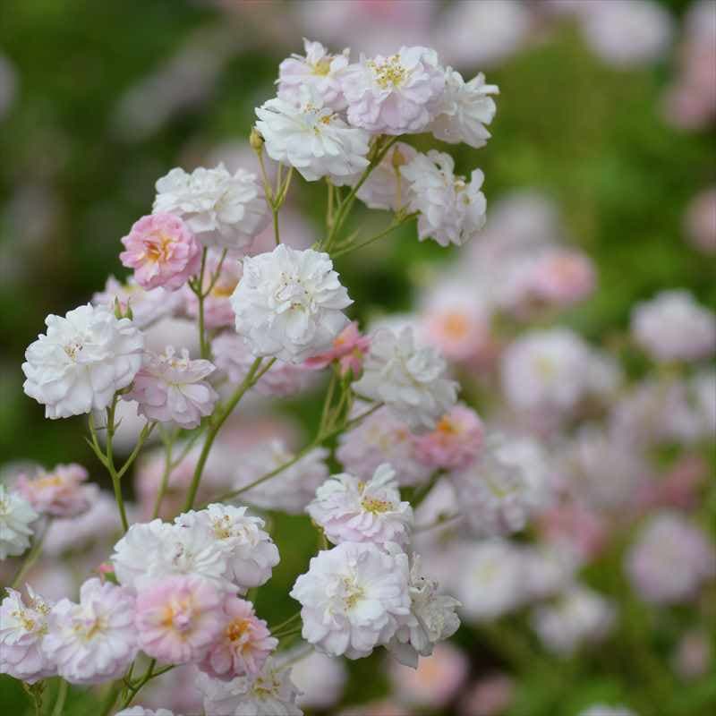 バラ大苗 ブリーズパルファン バルニ Rose BARNI 7号｜花木04-PA