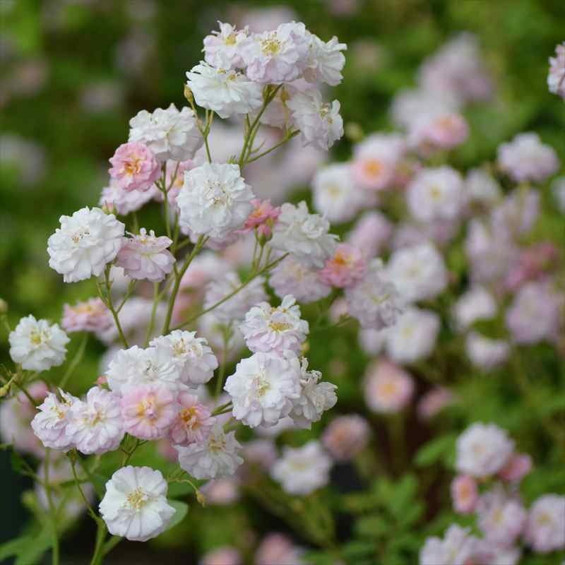 バラ大苗 ブリーズパルファン バルニ Rose BARNI 7号｜花木04-PA