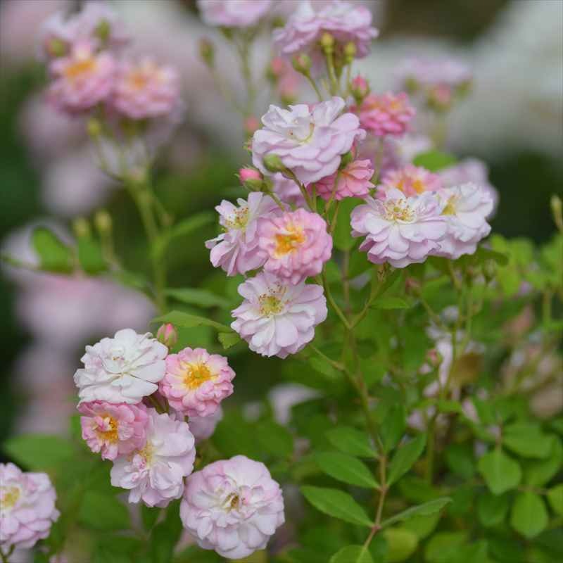 バラ大苗 ブリーズパルファン バルニ Rose BARNI 7号｜花木04-PA