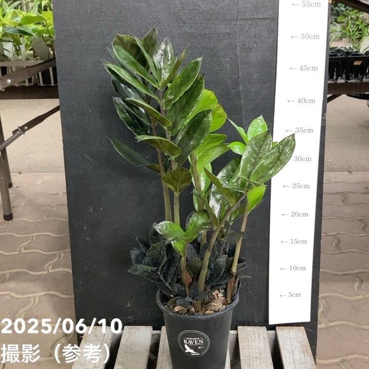 ザミオクルカス レイヴン 4号｜観葉04-PA | □キーワードから探す