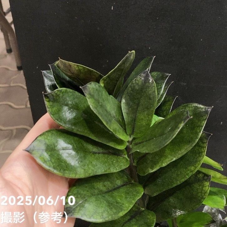 ザミオクルカス レイヴン 4号｜観葉04-PA | □キーワードから探す