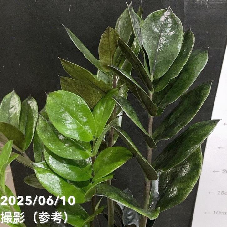 ザミオクルカス レイヴン 4号｜観葉04-PA | □キーワードから探す