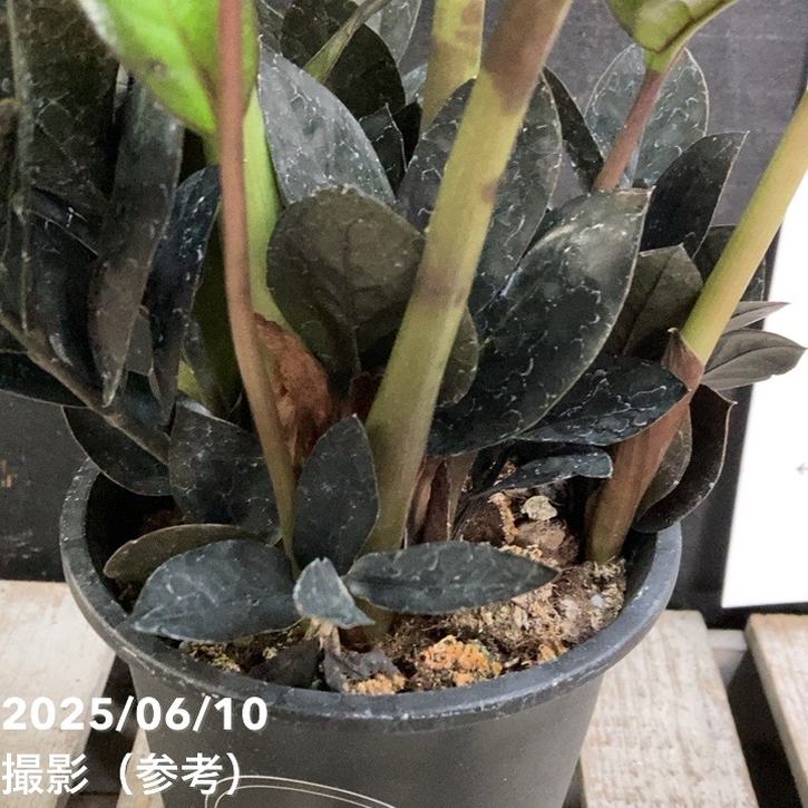 ザミオクルカス レイブン ブラック ピンク (斑入り) ザミオクルカス 斑入り レイヴン ブラックピンク ザミオクルカス