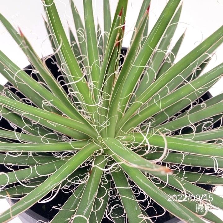 アガベ 6号 レオポルディ 滝の白糸｜観葉01-D1 | 観葉・多肉,アガベ