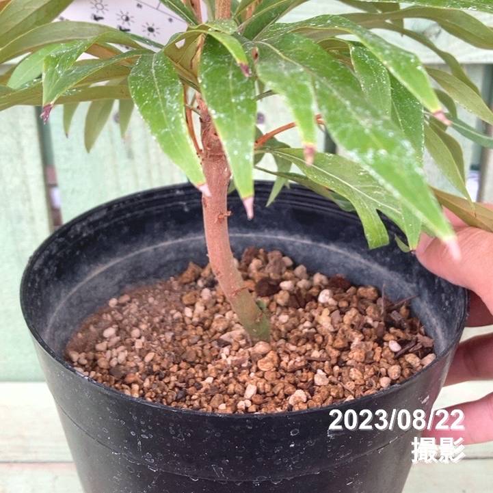 グレビレアゴールド6号 バイレヤナゴールド苗 極希少 葉の裏側が黄金に