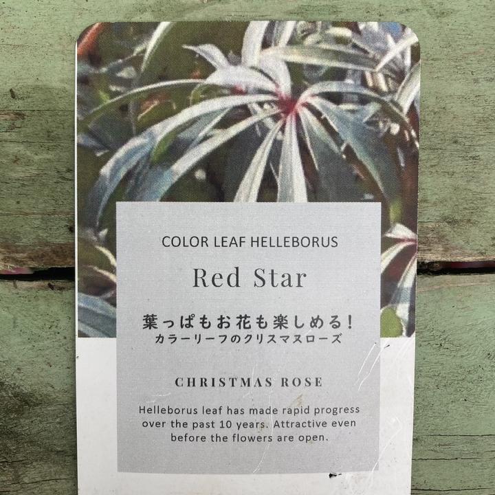 カラーリーフクリスマスローズ 3.5号 フェチダスレッドスター 松村