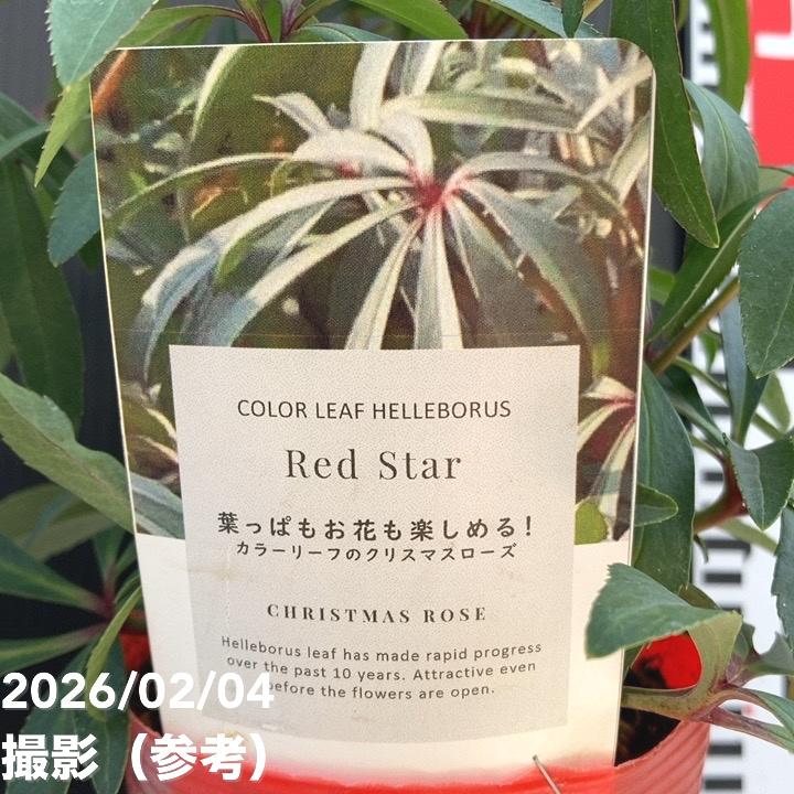 カラーリーフクリスマスローズ 3.5号 フェチダス レッドスター 松村