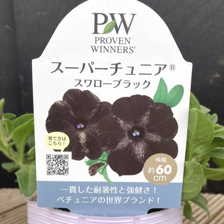 PW スーパーチュニア スワローブラック 3.5号×3株セット PVP｜草花04