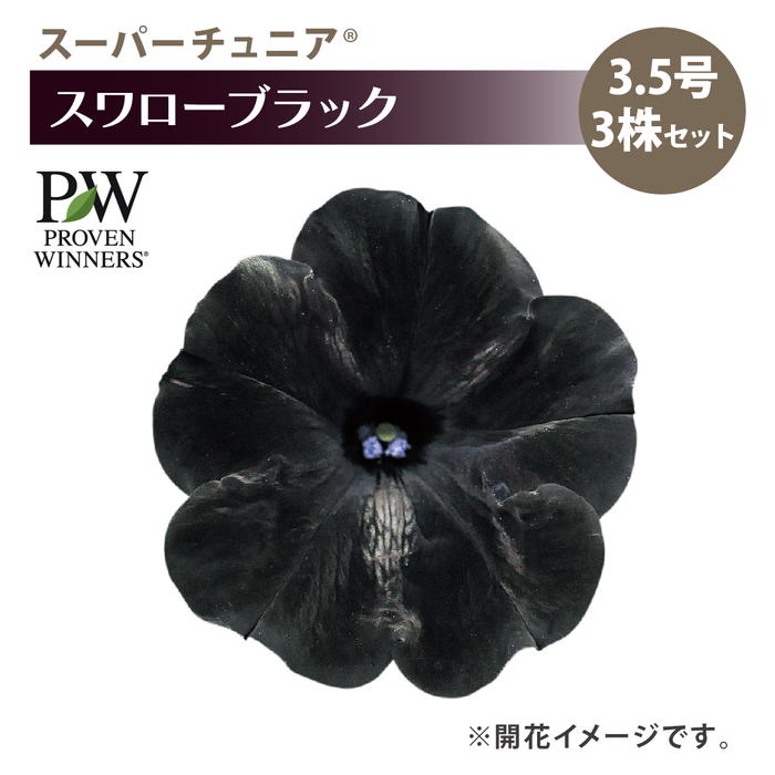 PW スーパーチュニア スワローブラック 3.5号×3株セット PVP｜草花04