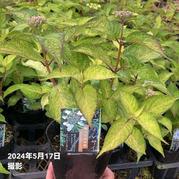 ヤマアジサイ 4号 斑入り大甘茶 フイリオオアマチャ（33）｜花木01-D1