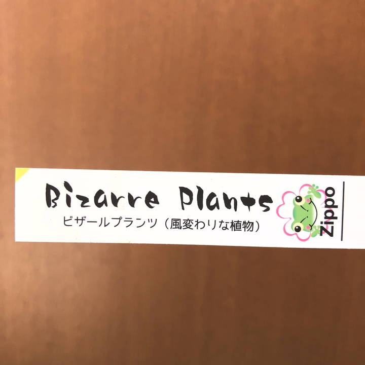 ユーフォルビアグランディアラータ 5号｜観葉04-PA | 観葉・多肉