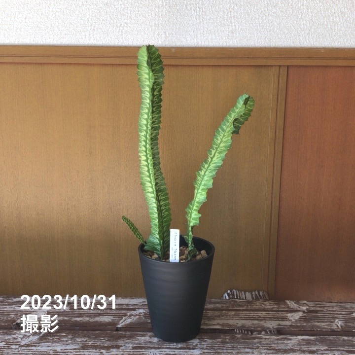 グランディアラータ