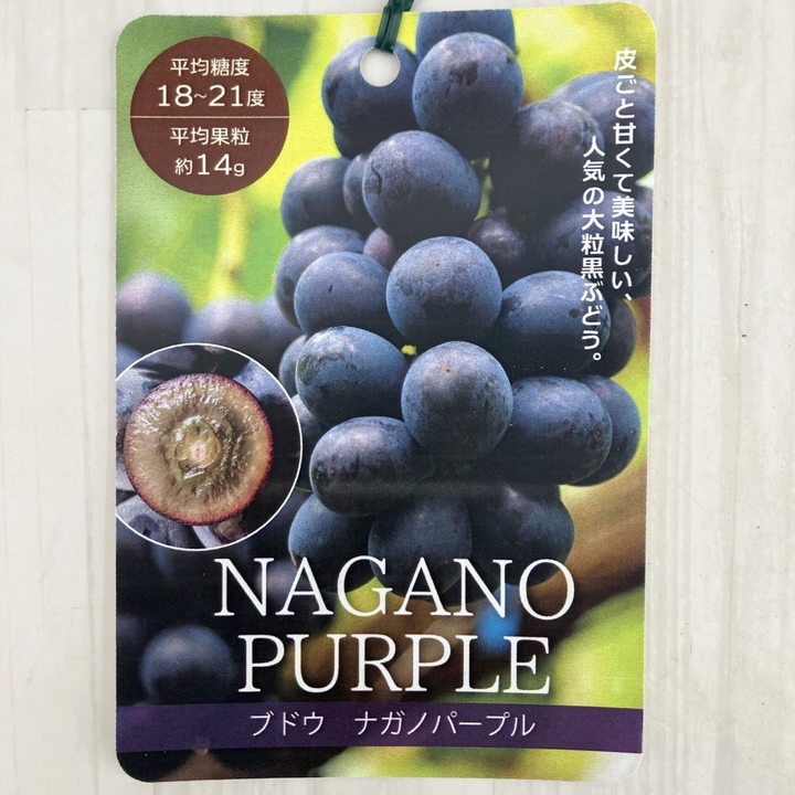 ブドウ ナガノパープル 4号ロングポット 挿し木苗 1年生 PVP｜果樹10