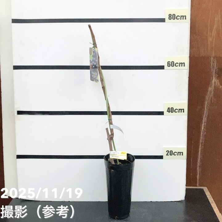 ブドウ ナガノパープル 4号ロングポット 挿し木苗 1年生 PVP｜果樹10