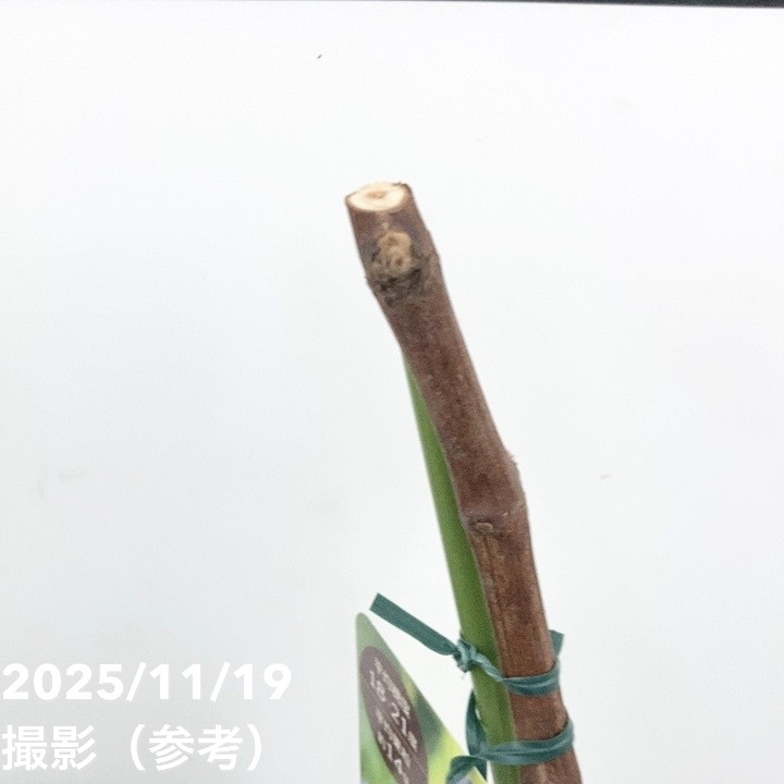 ブドウ ナガノパープル 4号ロングポット 挿し木苗 1年生 PVP｜果樹10